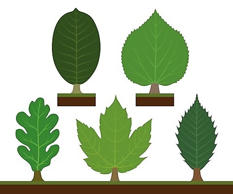 EPS 해외이미지 모양 나무 식물 디자인 실루엣 줄기 단풍 잎 일러스트 자연 초록색 세트 갈색 환경 회색 변화 숲 만화 수집 심플 호두 라임 나무껍질 타입 고립 땅바닥 생태학 스타일 해외202004 해외일러스트 교육 컬러 컨셉 과일 바닥 촬영기법 견과류 껍질 생태계 파일형식 벡터 이미지허브