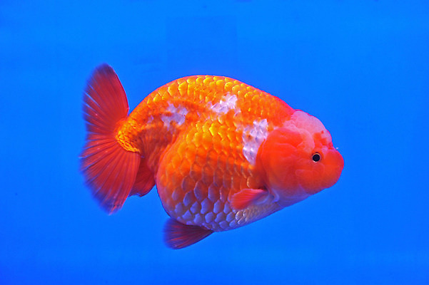 포토 JPG 해외이미지 동물 바다 오렌지 어류 사람없음 빨간색 물 반려동물 수영 희망 흰색 연못 황금 눈금 꼬리 금붕어 지느러미 수족관 물고기자리 잉어 해외202004 해외포토 자연요소 감정 컬러 과일 수중동물 별자리 수상스포츠 파일형식 이미지허브