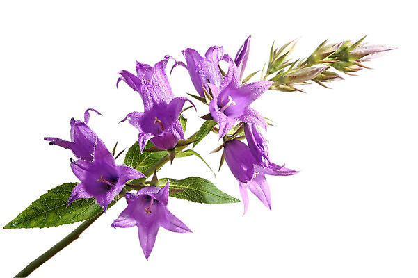 포토 JPG 해외이미지 식물 꽃잎 꽃 백그라운드 자연 프레임 사람없음 장식 빨간색 물 파란색 머리 어둠 젖음 벚꽃 종 흰색 신선 오픈 화려 떨어짐 이슬 수집 제비꽃 꽃가루 라일락 고립 많음 해외202004 해외포토 자연요소 컬러 컨셉 신체부위 가루 생태계 파일형식 이미지허브