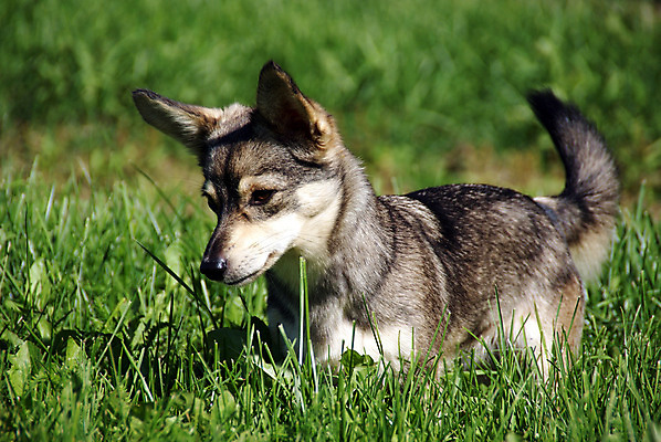 포토 JPG 해외이미지 동물 라이프스타일 공원 행복 자연 털 사람없음 야외 초록색 친구 반려동물 맑음 입 개 강아지 검색 코 귀 내추럴 기르기 해외202004 해외포토 공공시설 감정 컬러 포유류 관계 날씨 생활 신체부위 생태계 돌봄 파일형식 이미지허브