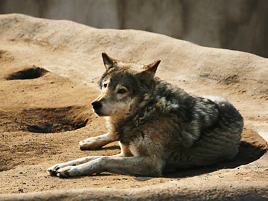포토 JPG 해외이미지 주간 한마리 야생동물 엎드리기 사람없음 야외 늑대 해외202004 해외포토 자연요소 동물 1 포유류 모션 파일형식 이미지허브