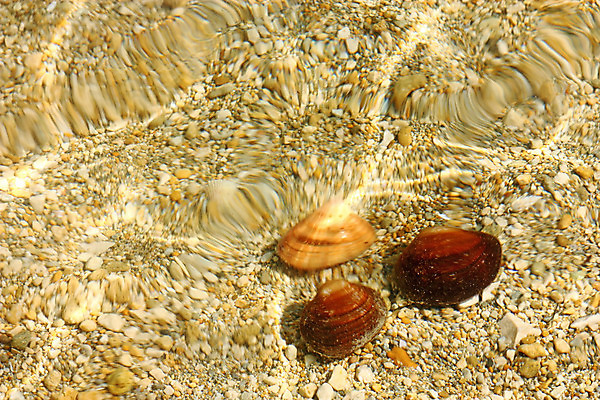 포토 JPG 해외이미지 동물 모래 파도 바다 백그라운드 자연 조개 3 해변 사람없음 물 여름 껍질 내추럴 해외202004 해외포토 자연요소 계절 어패류 생태계 파일형식 이미지허브