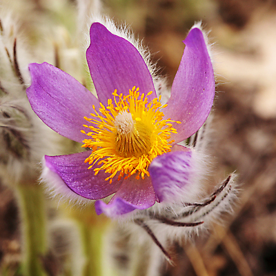 포토 JPG 해외이미지 식물 계절 꽃 백그라운드 꽃무늬 자연 산 사람없음 야외 정원 보라색 봄 튤립 닫기 제비꽃 향기 내추럴 블러 해외202004 해외포토 컬러 무늬 모션 생태계 냄새 파일형식 이미지허브