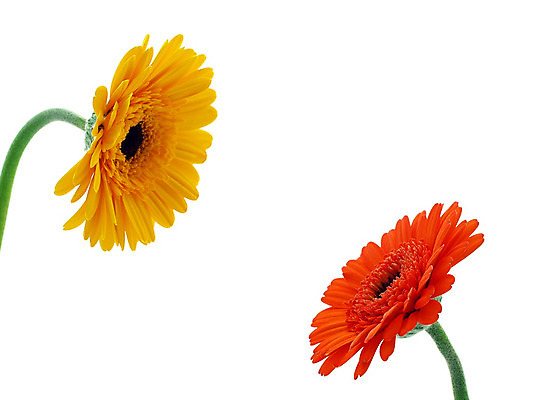 포토 JPG 해외이미지 식물 꽃 줄기 분홍색 백그라운드 오렌지 발렌타인데이 선물 사람없음 초록색 컬러풀 노란색 봄 벚꽃 흰색 신선 개화 닫기 큼 묘사 원예 데이지 꽃가루 거베라 고립 넘어짐 해외202004 해외포토 계절 컬러 과일 모션 데이이벤트 취미 크기 가루 파일형식 이미지허브