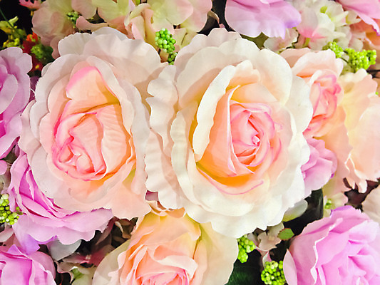 포토 JPG 해외이미지 식물 꽃 백그라운드 국화 사람없음 장식 컬러풀 가을 벨벳 해외202004 해외포토 계절 컬러 실크 파일형식 이미지허브