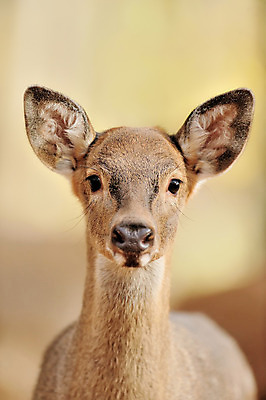 포토 JPG 해외이미지 나무 동물 계절 공원 야생동물 잎 오렌지 포유류 자연 털 뿔 풍경 사람없음 목재 빨간색 컬러풀 갈색 달러 코트 가을 흰색 숲 큼 방목 바퀴자국 내추럴 경보 삼림지대 아기사슴 암사슴 엘크 해외202004 해외포토 식물 공공시설 새끼 컬러 돈 과일 재료 자국 사슴 외투 축산업 크기 암컷 생태계 파일형식 이미지허브