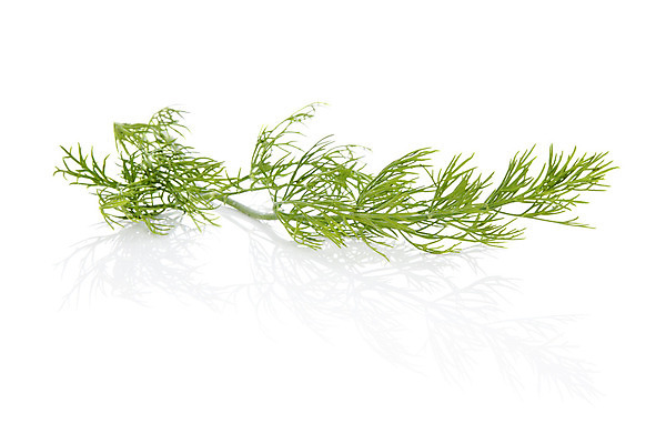 포토 JPG 해외이미지 스튜디오촬영 식물 음식 잎 농업 다이어트 채소 재료 자연 건강 요리 사람없음 가로 초록색 활발 흰색 나뭇가지 신선 양념 조미료 맛 허브 향신료 유기농 날것 향기 향 내추럴 고립 딜 채식주의자 그리너리 해외202004 해외포토 나무 웰빙 산업 컬러 컨셉 실내 생태계 채식 냄새 향미료 파일형식 트랜드컬러 이미지허브