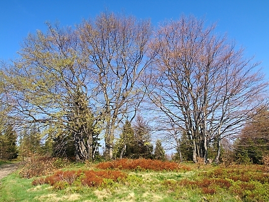 포토 JPG 해외이미지 나무 계절 자연 하늘 산 풍경 사람없음 빨간색 초록색 파란색 봄 블루베리 폴란드 해외202004 해외포토 식물 유럽 컬러 과일 생태계 파일형식 이미지허브