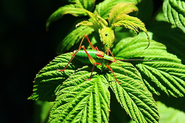 포토 JPG 해외이미지 식물 동물 곤충 자연 사람없음 초록색 정원 점프 산딸기 메뚜기 동물상 해외202004 해외포토 컬러 과일 모션 조형물 생태계 파일형식 이미지허브