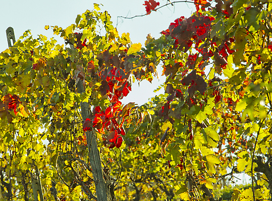 포토 JPG 해외이미지 나무 식물 구름 계절 음식 여행 잎 밭 농업 오렌지 과일 자연 하늘 포도 아침 휴가 풍경 사람없음 야외 초록색 여름 파란색 농장 일출 와인 계곡 일몰 봄 성장 가을 시골 신선 호주 언덕 포도밭 포도나무 강렬 양조장 해외202004 해외포토 주간 자연요소 산업 컬러 주류 노을 오세아니아 과일나무 생태계 파일형식 이미지허브