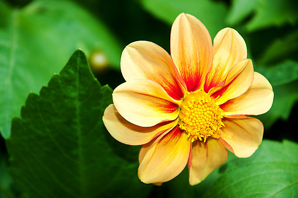 포토 JPG 해외이미지 식물 계절 꽃잎 꽃 분홍색 꽃다발 백그라운드 잎 꽃무늬 자연 아침 사람없음 물 여름 파란색 노란색 우주 환경 봄 성장 벚꽃 신선 액체 닫기 떨어짐 이슬 자주색 다발 질감 내추럴 깊이 생태학 해외202004 해외포토 주간 자연요소 교육 컬러 컨셉 무늬 모션 생태계 파일형식 이미지허브