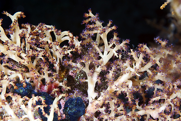 포토 JPG 해외이미지 동물 야생동물 바다 백그라운드 학교 자연 바닥 이집트 어류 사람없음 빨간색 초록색 물 파란색 빛 컬러풀 태양 환경 수중 광선 산호 아래 생태계 소금 부드러움 암초 대서양 내추럴 소금물 이국적 해외202004 해외포토 자연요소 교육 컬러 아프리카 수중동물 감각 자포동물 방향 위치 파일형식 이미지허브