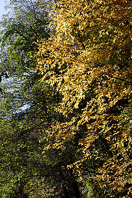 포토 JPG 해외이미지 나무 자연 그림자 사람없음 야외 초록색 노란색 평화 맑음 침묵 자유 가을 황금 숲 쌍둥이 해외202004 해외포토 식물 계절 컬러 컨셉 가족 날씨 소리 생태계 파일형식 이미지허브