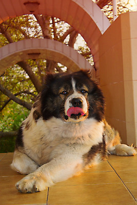 포토 JPG 해외이미지 동물 백인 유럽 사람없음 초록색 반려동물 갈색 힘 개 보호 보안 송곳니 해외202004 해외포토 서양인 나라 컬러 컨셉 포유류 안전 치아 파일형식 이미지허브