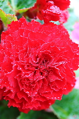 포토 JPG 해외이미지 식물 꽃잎 꽃 자연 사람없음 빨간색 물 정원 젖음 물방울 해외202004 해외포토 자연요소 컬러 생태계 파일형식 이미지허브