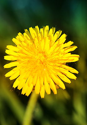 포토 JPG 해외이미지 식물 1 꽃잎 꽃 백그라운드 잎 농업 자연 하늘 독일 풍경 사람없음 초록색 여름 파란색 약 농장 노란색 봄 활발 벚꽃 흰색 시골 신선 개화 민들레 5월 땅 버리기 바이에른 해외202004 해외포토 계절 유럽 산업 컬러 컨셉 의학 모션 날짜 생태계 파일형식 이미지허브