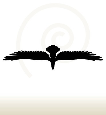EPS 해외이미지 클립아트 동물 실루엣 야생동물 일러스트 자연 조류 검은색 심볼 독수리 참새 미국문화 애국심 착륙 해외202004 해외일러스트 컬러 촬영기법 생태계 서양문화 파일형식 벡터 외국문화 문화 이미지허브