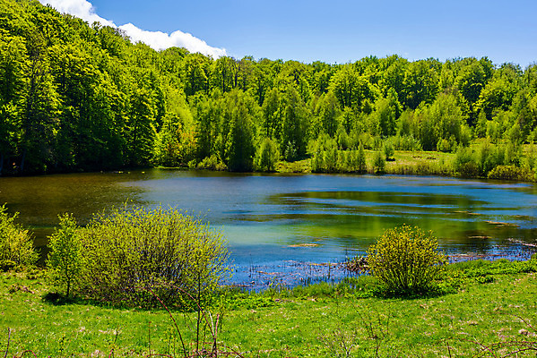포토 JPG 해외이미지 나무 식물 공원 호수 잎 자연 날씨 산 풍경 사람없음 야외 목재 물 환경 봄 연못 화려 티켓 숲 땅 홍수 만족 그림 땅바닥 삼림지대 해외202004 해외포토 자연요소 계절 공공시설 감정 컨셉 재료 바닥 자연재해 생태계 파일형식 이미지허브