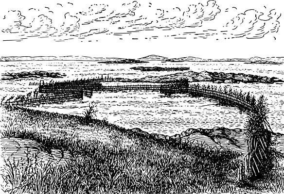 EPS 해외이미지 선 일러스트 어류 미술 검은색 수확 흰색 그림 판화 올가미 청어 해외202004 해외일러스트 컬러 농업 문화예술 수중동물 파일형식 벡터 이미지허브