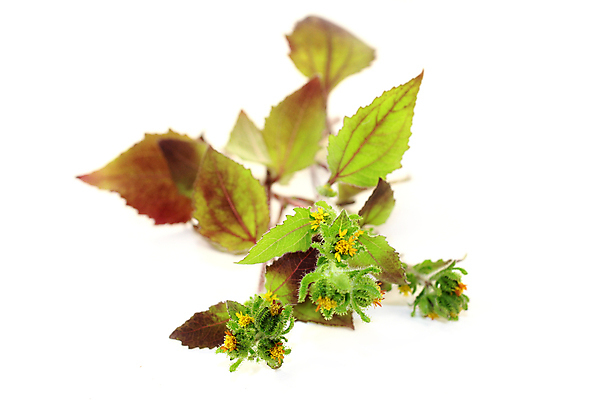 포토 JPG 해외이미지 식물 줄기 자연 사람없음 초록색 약 노란색 중국 벚꽃 가을 불면증 자연요법 해외202004 해외포토 계절 꽃 아시아 컬러 의학 질병 생태계 파일형식 이미지허브