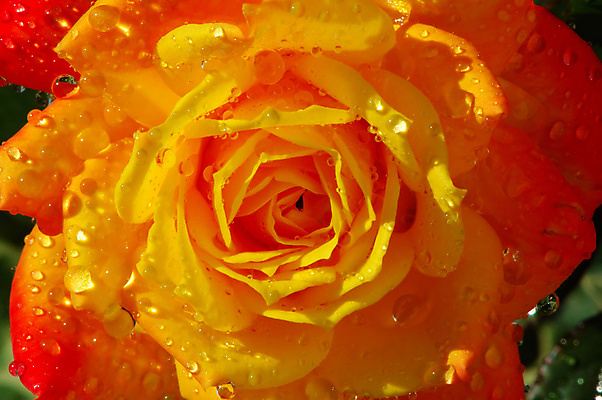 포토 JPG 해외이미지 기념일 꽃잎 꽃 꽃다발 백그라운드 꽃무늬 오렌지 자연 발렌타인데이 사람없음 물 장미 노란색 정원 젖음 벚꽃 물방울 신선 우아함 이슬 향기 아로마 해외202004 해외포토 자연요소 식물 컬러 컨셉 무늬 과일 데이이벤트 이벤트 생태계 냄새 파일형식 이미지허브