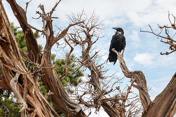 포토 JPG 해외이미지 나무 공원 여행 북아메리카 자국 자연 조류 풍경 사람없음 야외 빨간색 환경 검은색 미국 바위 땅 부식 아치 암초 방문 사암 까마귀 내추럴 서쪽 전국 지질 해외202004 해외포토 식물 동물 공공시설 컬러 아메리카 돌_바위 방향 생태계 파일형식 이미지허브