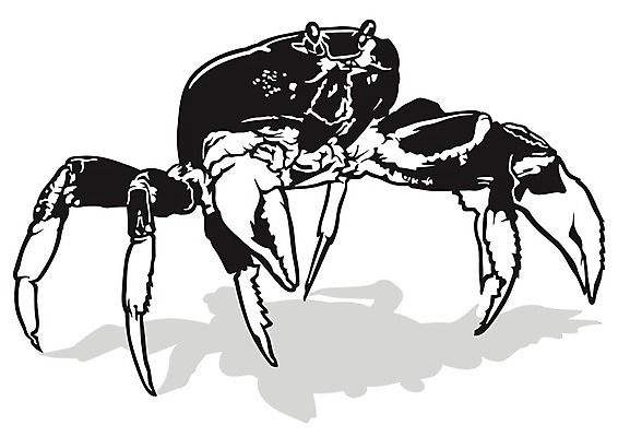 EPS 해외이미지 클립아트 동물 절지류 일러스트 흑백 갑각류 물 게 껍질 해산물 그림 윤곽 집게발 해외202004 해외일러스트 자연요소 촬영기법 파일형식 벡터 이미지허브