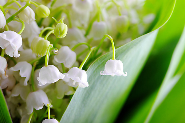 포토 JPG 해외이미지 식물 계절 꽃 백그라운드 잎 밭 자연 새로움 사랑 사람없음 초록색 여름 정원 계곡 봄 성장 벚꽃 흰색 개화 닫기 백합 5월 묘사 원예 향기 부드러움 내추럴 해외202004 해외포토 감정 컬러 컨셉 농업 모션 취미 감각 날짜 생태계 냄새 파일형식 이미지허브