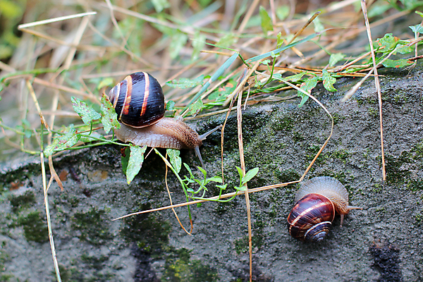 포토 JPG 해외이미지 동물 야생동물 음식 곤충 2 전구 모션 자연 생물 연체동물 주택 종류 이끼 사람없음 초록색 장난감 갈색 정원 검은색 줄무늬 회색 껍질 원형 숲 작음 땅 호기심 덮기 느림 기어가기 민달팽이 민물 식용 옛날 끈적임 해외202004 해외포토 도형 감정 컬러 컨셉 무늬 무척추동물 건물 크기 생태계 파일형식 달팽이_동물 이미지허브