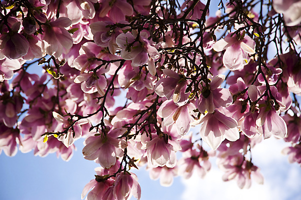 포토 JPG 해외이미지 나무 식물 꽃 분홍색 자연 하늘 사람없음 목재 빨간색 파란색 장미 정원 맑음 봄 벚꽃 흰색 개화 닫기 숲 4월 목련 해외202004 해외포토 계절 컬러 재료 모션 날씨 날짜 생태계 파일형식 이미지허브
