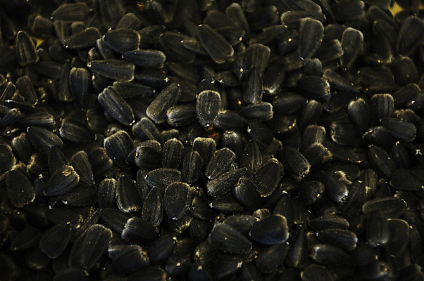 포토 JPG 해외이미지 식물 라이프스타일 계절 꽃 음식 백그라운드 잎 패턴 농업 채소 과일 자연 추상 해바라기 건조 건강 요리 씨앗 사람없음 옆모습 여름 태양 약 갈색 정원 성장 가을 시장 닫기 낟알 먹기 필름 묘사 싱글 질감 내추럴 많음 해외202004 해외포토 자연요소 산업 뷰포인트 컬러 컨셉 무늬 의학 모션 생활 생태계 파일형식 이미지허브