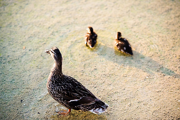 포토 JPG 해외이미지 동물 여자 행복 호수 야생동물 어린이 가족 자연 조류 엄마 오리 함께함 병아리 사람없음 물 갈색 수영 젖음 자녀 아기 신생아 연못 그룹 작음 깃털 솜털 청둥오리 돌봄 처음 해외202004 해외포토 자연요소 감정 컬러 컨셉 관계 모션 사람 수상스포츠 크기 생태계 파일형식 이미지허브