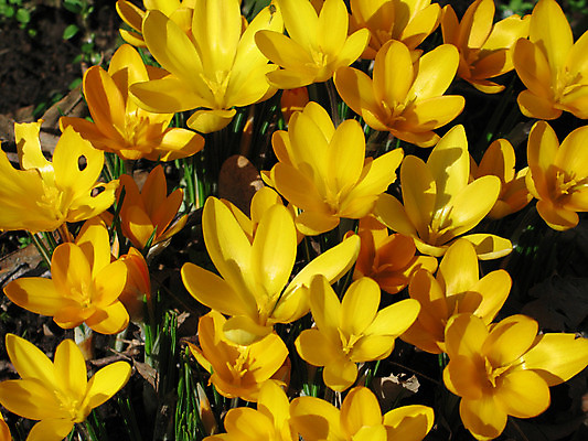포토 JPG 해외이미지 식물 꽃잎 꽃 선 오렌지 자연 엄마 사람없음 가로 노란색 봄 작음 유기농 S 해외202004 해외포토 웰빙 알파벳 계절 컬러 과일 가족 크기 생태계 파일형식 이미지허브