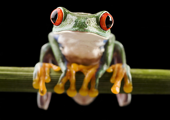 포토 JPG 해외이미지 한마리 야생동물 검은배경 실내 매달리기 양서류 사람없음 청개구리 잎줄기 해외202004 해외포토 동물 1 줄기 백그라운드 모션 개구리 내부 검은색 파일형식 이미지허브