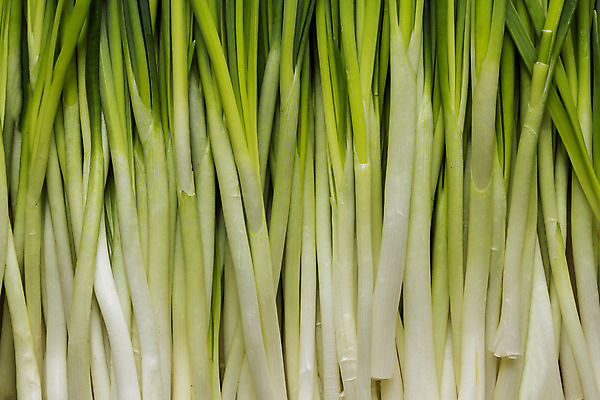 포토 JPG 해외이미지 식물 백그라운드 잎 채소 재료 양파 추상 사람없음 초록색 물 노란색 흰색 물방울 향신료 질감 해외202004 해외포토 자연요소 컬러 무늬 향미료 파일형식 이미지허브