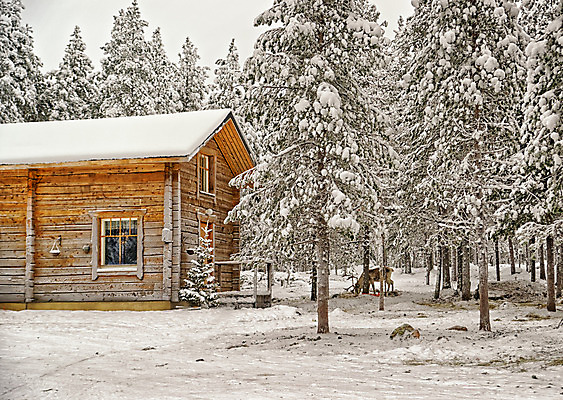 포토 JPG 해외이미지 크리스마스 겨울 휴가 핀란드 사람없음 크리스마스트리 시골 저녁 숲 시골집 순록 해외202004 해외포토 계절 기념일 주택 북유럽 야간 파일형식 이미지허브