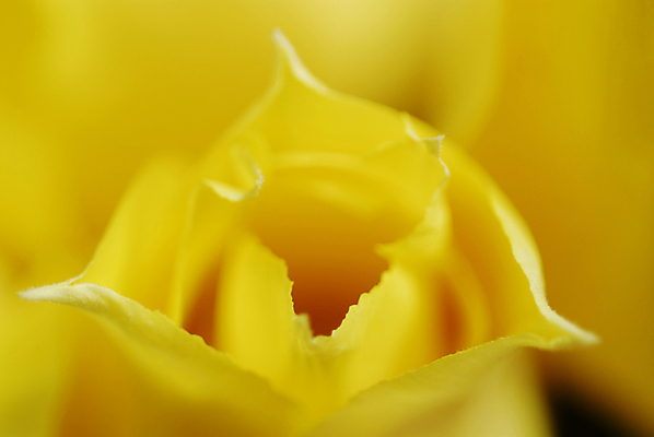 포토 JPG 해외이미지 식물 꽃잎 꽃 꽃다발 백그라운드 데이트 자연 탁자 엄마 선물 이벤트 사람없음 내부 장식 초록색 물 컬러풀 노란색 정원 꽃병 저녁식사 봄 튤립 벚꽃 물방울 축하 신선 이슬 4월 배열 서비스 내추럴 파스텔톤 많음 해외202004 해외포토 자연요소 계절 컬러 가구 컨셉 가족 식사 날짜 생태계 파일형식 이미지허브