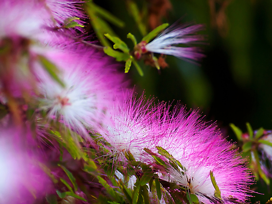 포토 JPG 해외이미지 나무 식물 계절 공원 꽃잎 꽃 분홍색 백그라운드 잎 꽃무늬 자연 벽지 추상 사람없음 빨간색 초록색 컬러풀 정원 봄 꿈 벚꽃 개화 닫기 가루 관목 묘사 향기 퍼프 꽃가루 내추럴 해외202004 해외포토 공공시설 컬러 무늬 모션 생태계 냄새 파일형식 이미지허브