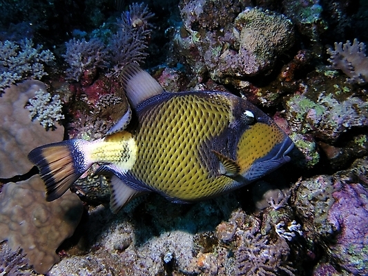 포토 JPG 해외이미지 식물 동물 야생동물 잎 자연 표면 어류 사람없음 물 반사 수중 투명 스노클링 산호 잠수부 다이빙 암초 동물상 해외202004 해외포토 자연요소 조형물 수영 수중동물 수상스포츠 자포동물 전문직 생태계 수중스포츠 파일형식 이미지허브