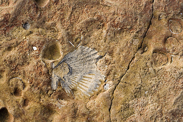 포토 JPG 해외이미지 동물 바다 백그라운드 생물 사람없음 껍질 질감 화석 암초 고생물 선사시대 내추럴 지질학 각인 막 해외202004 해외포토 교육 역사 파일형식 이미지허브