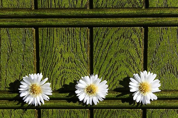 포토 JPG 해외이미지 식물 꽃 행복 백그라운드 꽃무늬 자연 사람없음 초록색 벚꽃 인사 엽서 녹색배경 내추럴 해외202004 해외포토 감정 컬러 무늬 예절 편지 생태계 파일형식 이미지허브