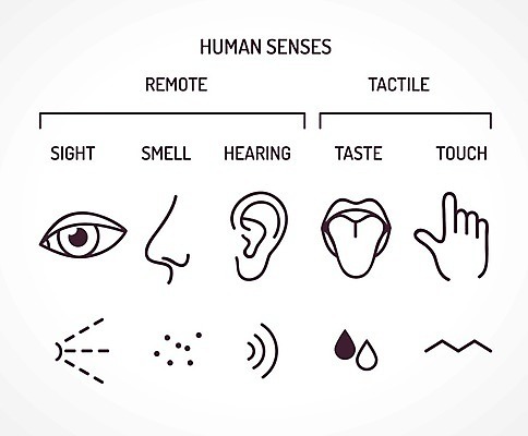 EPS 해외이미지 손 응시 선 파도 신체 일러스트 손가락 흑백 사람 세트 픽토그램 소리 듣기 터치 입 감각 맛 떨어짐 낙서 계획 만화 혀 심볼 피부 사인 그림 코 냄새 심플 귀 비전 5 고립 엘리먼트 입력 해외202004 해외일러스트 시선 바다 컨셉 모션 촬영기법 신체부위 숫자 파일형식 벡터 이미지허브
