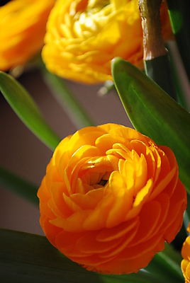 포토 JPG 해외이미지 식물 꽃 잎 자연 사람없음 개화 해외202004 해외포토 생태계 파일형식 이미지허브