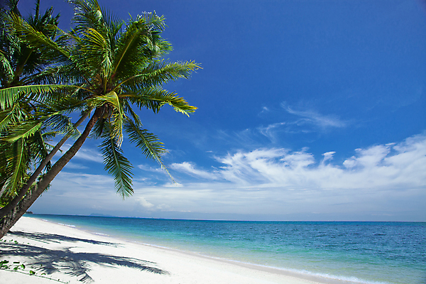 포토 JPG 해외이미지 식물 모래 바다 섬 여행 하늘색 잎 태국 자연 하늘 휴가 휴식 손바닥 사람없음 태양 수영 침묵 기쁨 만 휴게실 선탠 크루즈 휴양지 몰디브 파라다이스 해외202004 해외포토 자연요소 손 감정 아시아 컨셉 배_교통 파란색 소리 장소 수상스포츠 생태계 파일형식 이미지허브