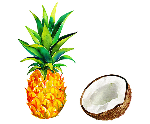 포토 JPG 해외이미지 나무 식물 라이프스타일 음료 음식 다이어트 과일 일러스트 재료 아프리카 수채화 건강 손바닥 요리 씨앗 사람없음 여름 주스 화장품 성장 껍질 상품 먹기 허브 파인애플 메뉴 그림 날것 코코넛 섬유 브라질 찌그러짐 깨짐 채식주의자 세련 디테일 비건 해외202004 해외포토 손 계절 나라 컨셉 모션 생활 뷰티 직물 남아메리카 열대과일 채식 파일형식 이미지허브