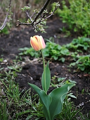 포토 JPG 해외이미지 식물 꽃 행복 꽃다발 잎 꽃무늬 농업 자연 사람없음 초록색 노란색 정원 봄 튤립 성장 개화 꽃집 유기농 내추럴 돌봄 온실 해외202004 해외포토 웰빙 계절 감정 산업 컬러 무늬 모션 상점 생태계 파일형식 이미지허브