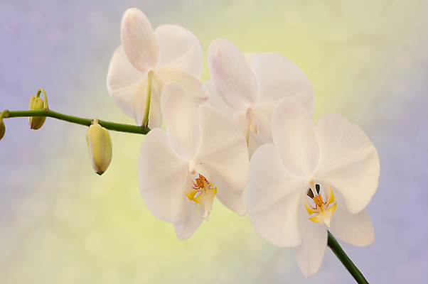 포토 JPG 해외이미지 식물 꽃잎 꽃 줄기 분홍색 백그라운드 잎 자연 사람없음 초록색 머리 흰색 화려 난초 우아함 슛 해외202004 해외포토 컬러 컨셉 신체부위 생태계 파일형식 이미지허브