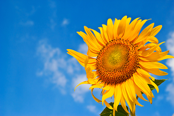 포토 JPG 해외이미지 구름 백그라운드 하늘 해바라기 사람없음 노란색 활발 해외202004 해외포토 자연요소 꽃 컬러 컨셉 파일형식 이미지허브