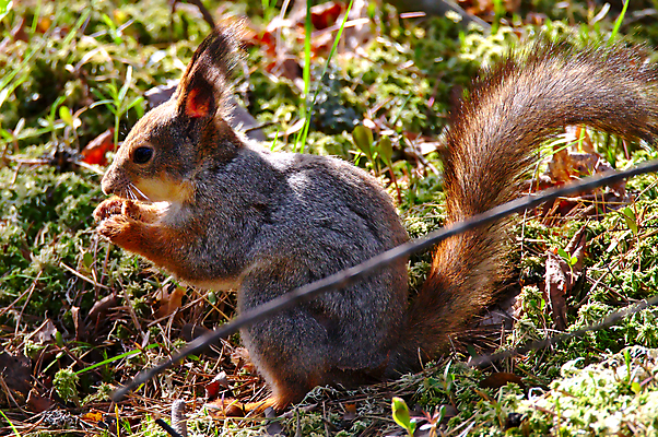 포토 JPG 해외이미지 나무 동물 공원 행복 야생동물 음식 백그라운드 겨울 포유류 자연 휴가 털 종류 사람없음 야외 빨간색 여름 갈색 환경 맑음 식사 회색 에너지 견과류 가을 도시 아침식사 숲 작음 모피 수집 먹기 배고픔 호기심 다람쥐 타운 리빙 내추럴 해외202004 해외포토 식물 계절 공공시설 감정 컬러 컨셉 모션 날씨 설치류 크기 생태계 파일형식 이미지허브