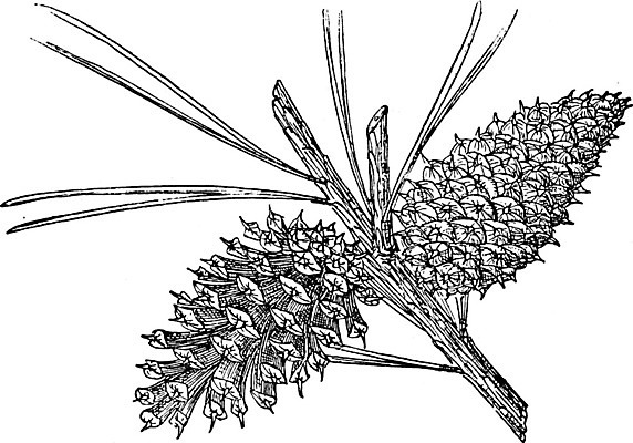 EPS 해외이미지 나무 선 일러스트 산 미술 검은색 폭포 수확 흰색 소나무 그림 판화 원뿔 해외202004 해외일러스트 도형 식물 컬러 농업 자연 문화예술 파일형식 벡터 이미지허브